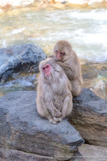 Two adult snow monkeys grooming each other.