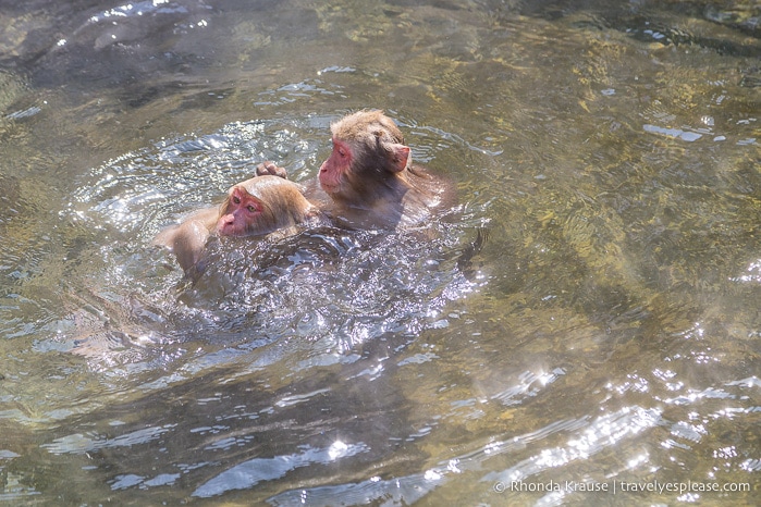 travelyesplease.com | Jigokudani Monkey Park- See Hot Spring Loving, Wild Snow Monkeys