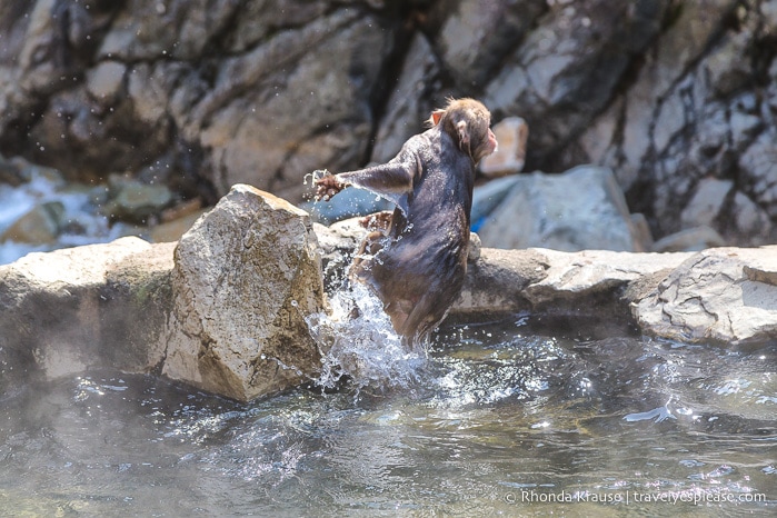 travelyesplease.com | Jigokudani Monkey Park- See Hot Spring Loving, Wild Snow Monkeys