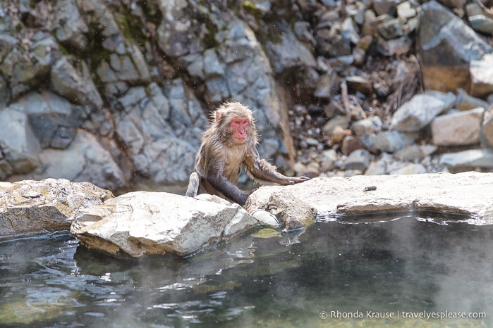 travelyesplease.com | Jigokudani Monkey Park- See Hot Spring Loving, Wild Snow Monkeys