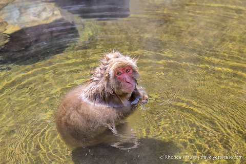 Adult snow monkey in the hot spring pool.