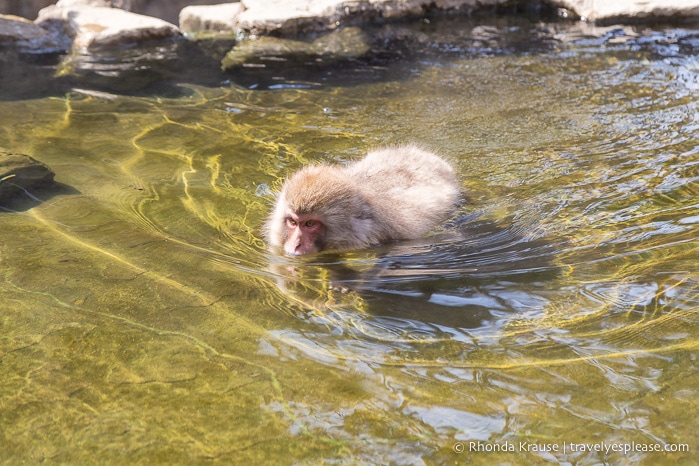 travelyesplease.com | Jigokudani Monkey Park- Trip from Nagano to see Wild Snow Monkeys