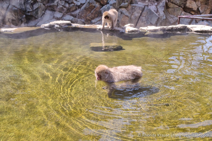 travelyesplease.com | Jigokudani Monkey Park- See Hot Spring Loving, Wild Snow Monkeys