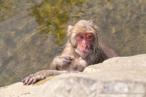 Wet snow monkey relaxing in the water beside the edge of the hot spring.