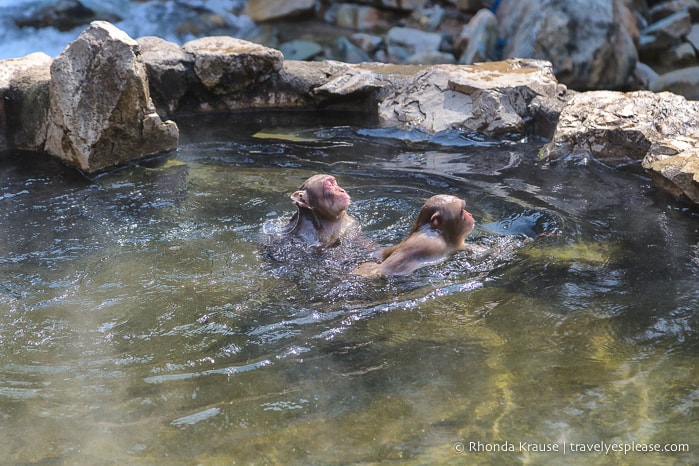 travelyesplease.com | Jigokudani Monkey Park- Trip from Nagano to see Wild Snow Monkeys