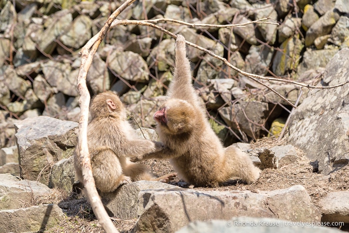 travelyesplease.com | Jigokudani Monkey Park- Trip from Nagano to see Wild Snow Monkeys