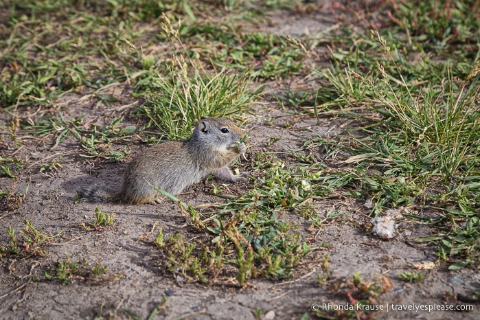 travelyesplease.com | 5 Day Tour of Yellowstone and Grand Teton National Parks