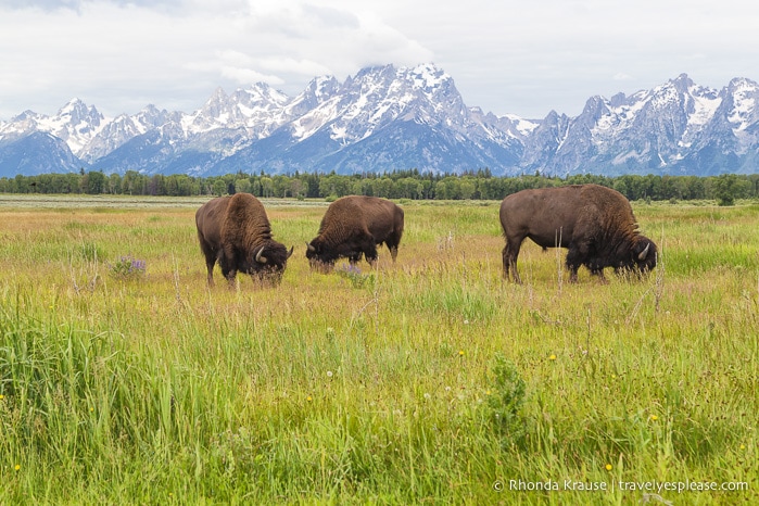 travelyesplease.com | 5 Days in Yellowstone and Grand Teton National Parks