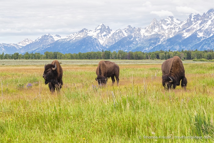 travelyesplease.com | 5 Days in Yellowstone and Grand Teton National Parks- A Tour with Grand American Adventures