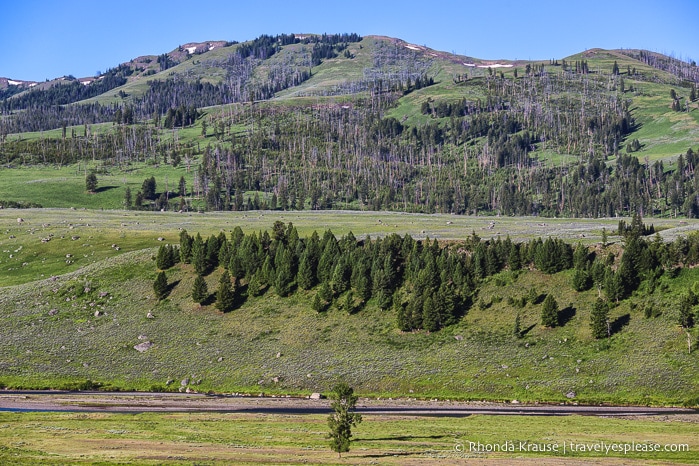 travelyesplease.com | 5 Day Tour of Yellowstone and Grand Teton National Parks