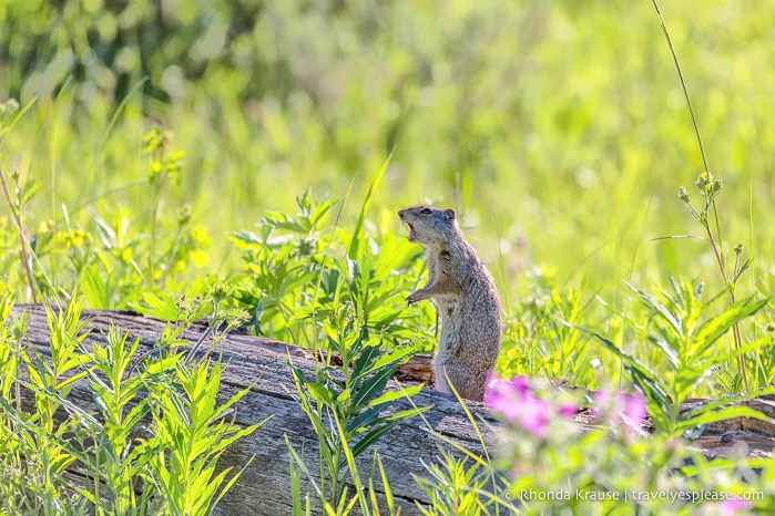 travelyesplease.com | 5 Day Tour of Yellowstone and Grand Teton National Parks