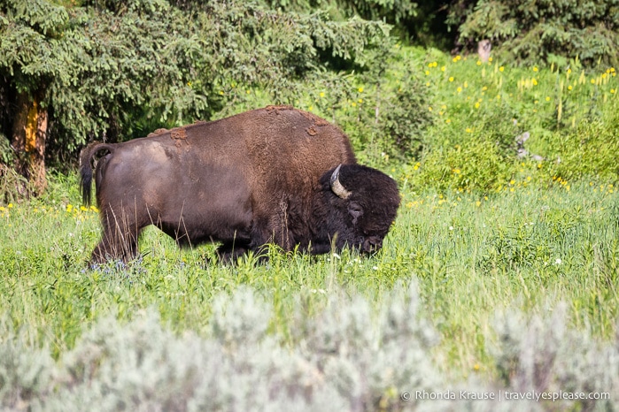 travelyesplease.com | The Best of Yellowstone and Grand Teton National Parks in 5 Days- An In-Depth Tour with Grand American Adventures