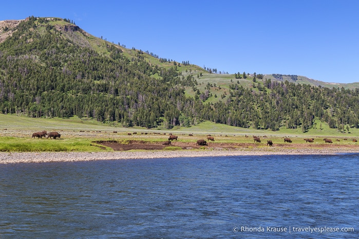 travelyesplease.com | 5 Day Tour of Yellowstone and Grand Teton National Parks