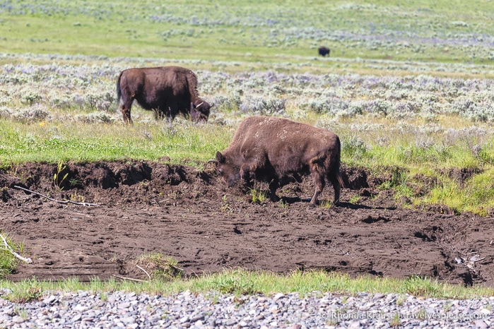 travelyesplease.com | 5 Day Tour of Yellowstone and Grand Teton National Parks