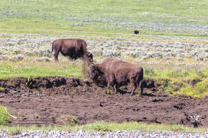 travelyesplease.com | 5 Day Tour of Yellowstone and Grand Teton National Parks