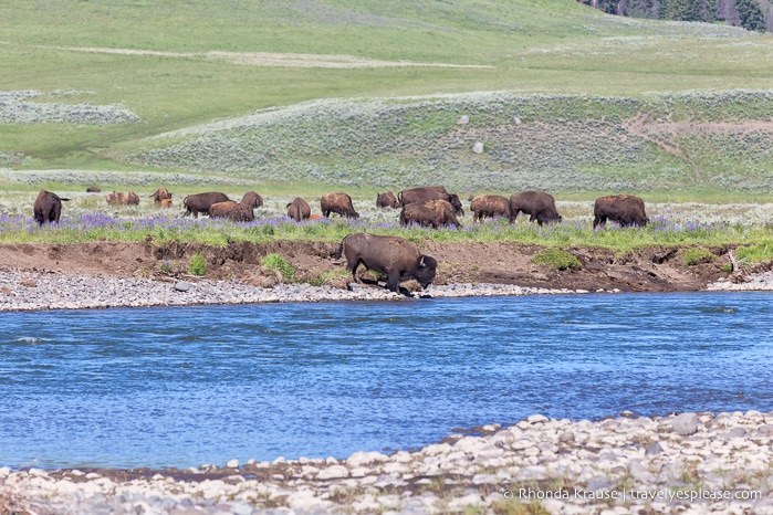 travelyesplease.com | 5 Day Tour of Yellowstone and Grand Teton National Parks
