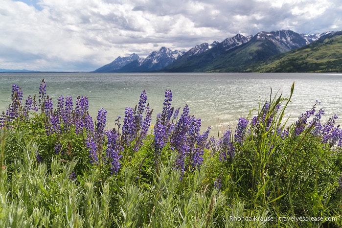 travelyesplease.com | 5 Day Tour of Yellowstone and Grand Teton National Parks