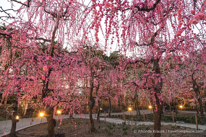 travelyesplease.com | Visiting the Nabana no Sato Winter Illumination and Flower Garden