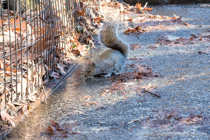 travelyesplease.com | Central Park Self-Guided Walking Tour