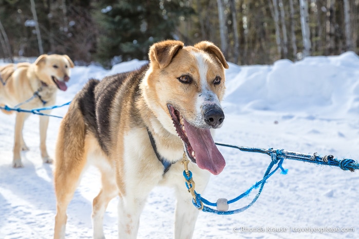 travelyesplease.com | Winter Getaway in Saskatchewan- Prince Albert National Park and Elk Ridge Resort