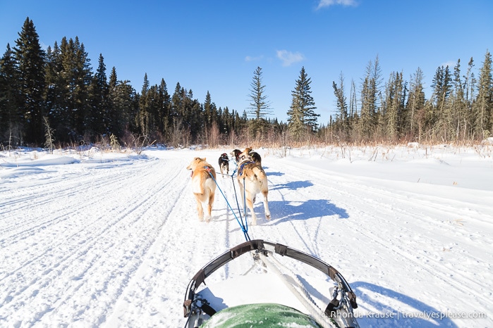 travelyesplease.com | Winter Getaway in Saskatchewan- Prince Albert National Park and Elk Ridge Resort