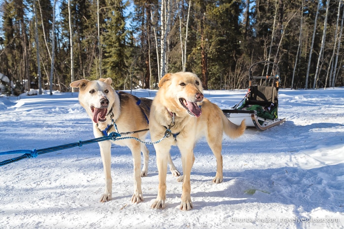 travelyesplease.com | Winter Getaway in Saskatchewan- Prince Albert National Park and Elk Ridge Resort