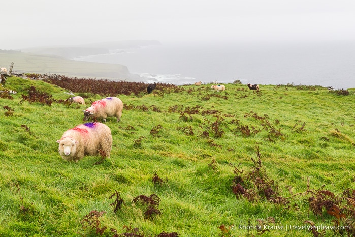 travelyesplease.com | Driving the Dingle Peninsula- Points of Interest