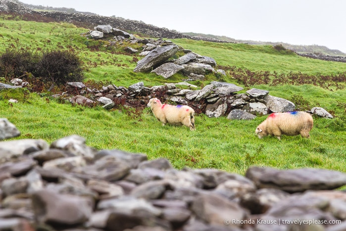 travelyesplease.com | Driving the Dingle Peninsula- Points of Interest