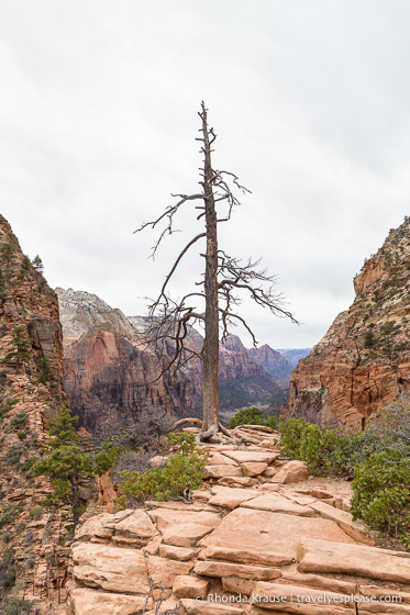 travelyesplease.com | Hiking Angels Landing Trail- What to Expect on Zion National Park's Most Iconic Hike