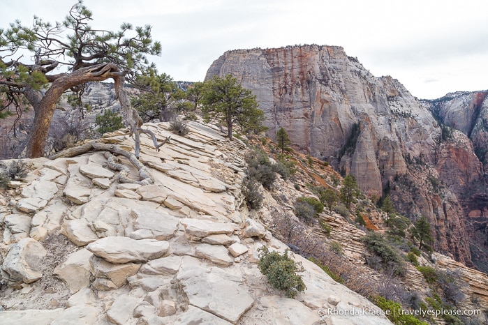 travelyesplease.com | Angels Landing Trail- What to Expect on Zion National Park's Most Thrilling Hike