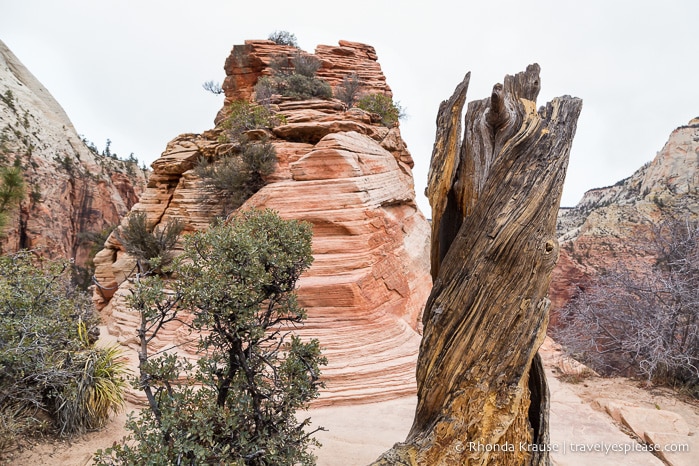 travelyesplease.com | Hiking Angels Landing Trail- What to Expect on Zion National Park's Most Iconic Hike