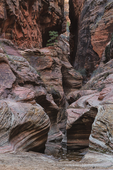 travelyesplease.com | Observation Point Trail- A Classic Hike in Zion National Park