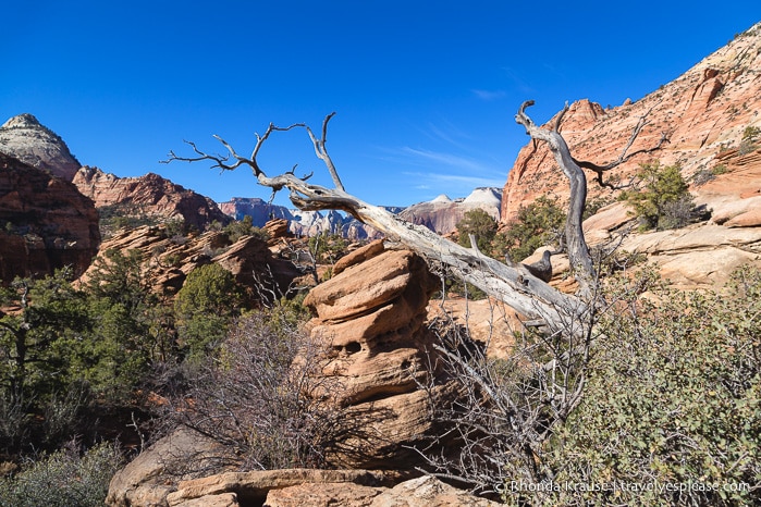 travelyesplease.com | Zion National Park 3 Day Itinerary- Hikes, Walks, and Scenic Drives