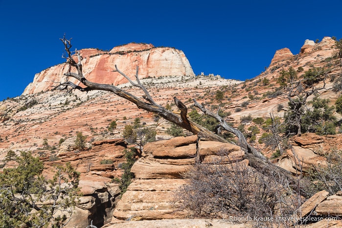 travelyesplease.com | How to Spend 3 Days in Zion National Park- Hikes, Walks, and Scenic Drives