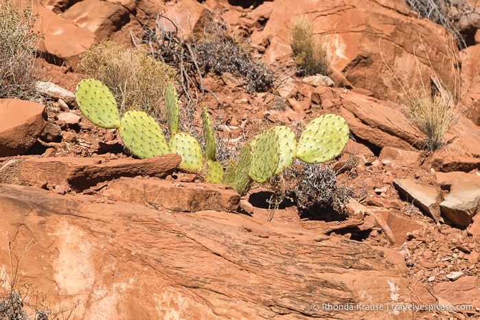 travelyesplease.com | Hiking Watchman Trail in Zion National Park