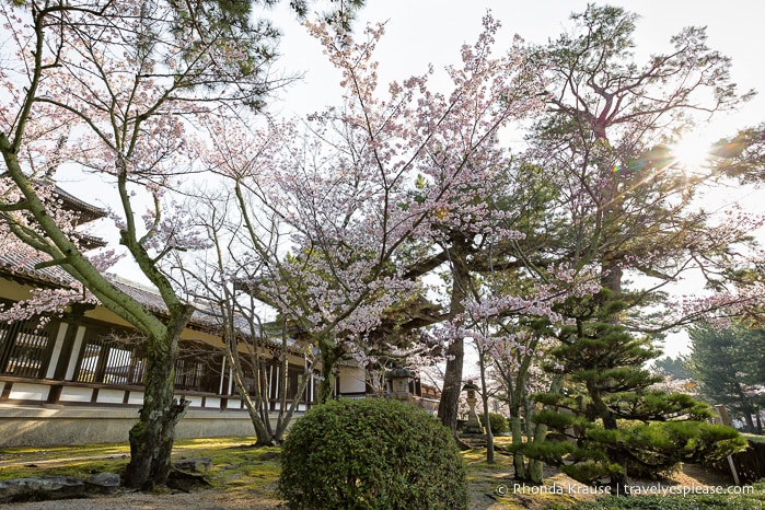 travelyesplease.com / besøg Horyu-ji-templet - verdens ældste træbygninger