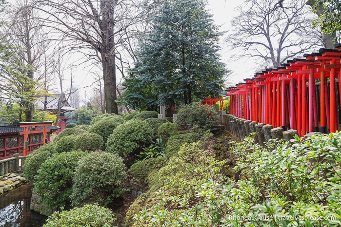 travelyesplease.com | Visiting Nezu Shrine- One of Tokyo's Oldest Shrines