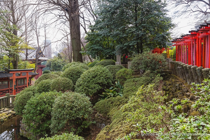 travelyesplease.com | Nezu Shrine- History, Tour, and Tips for Visiting