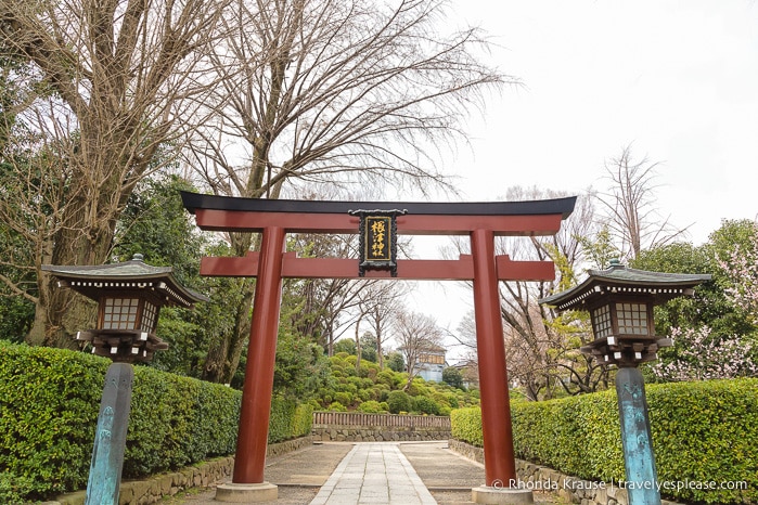 travelyesplease.com | Nezu Shrine- History, Tour, and Tips for Visiting