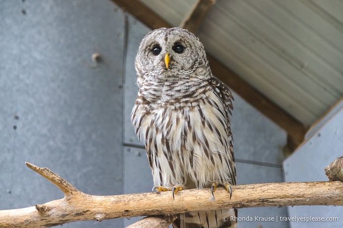 travelyesplease.com | Places to Visit in Abitibi-Témiscamingue for Nature Lovers