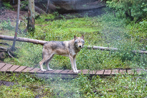 travelyesplease.com | Places to Visit in Abitibi-Témiscamingue for Nature Lovers