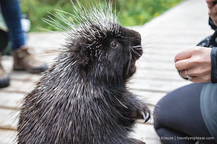 travelyesplease.com | Things to Do in Abitibi-Témiscamingue for Nature Lovers