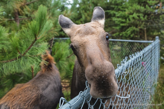 travelyesplease.com | Things to Do in Abitibi-Témiscamingue for Nature Lovers