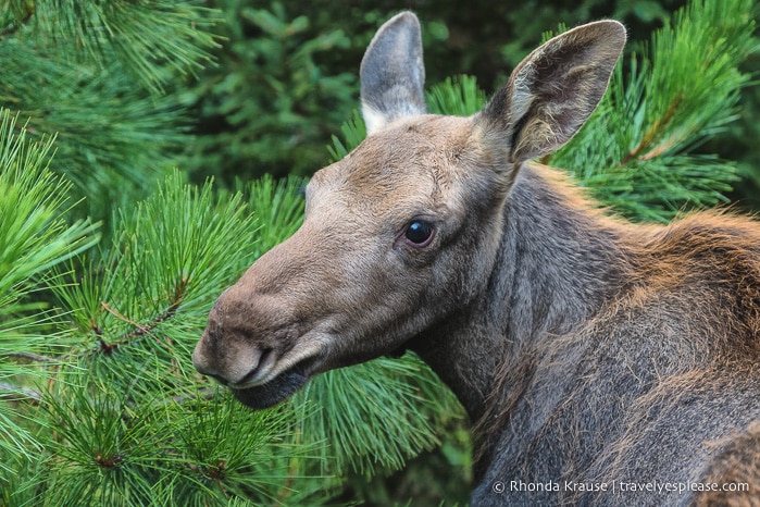 travelyesplease.com | Things to Do in Abitibi-Témiscamingue for Nature Lovers