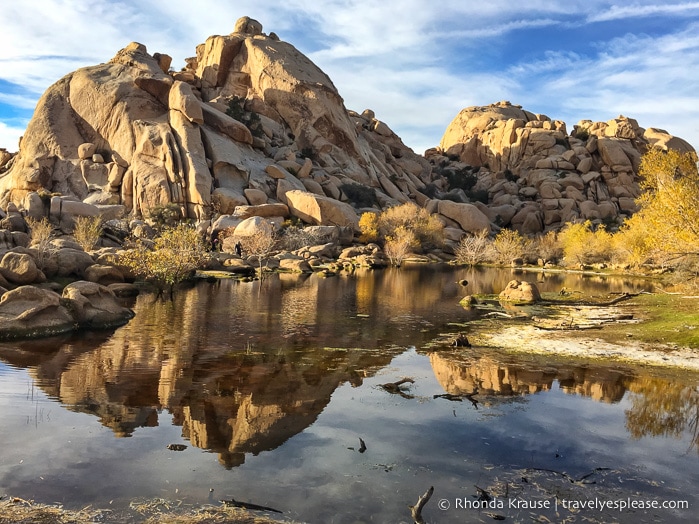 travelyesplease.com | How to Spend One Day in Joshua Tree National Park- Hikes, Nature Walks and Scenic Spots