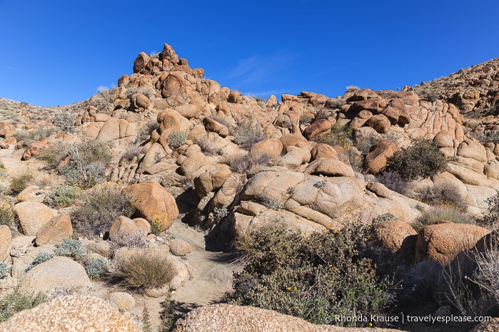 travelyesplease.com | How to Spend One Day in Joshua Tree National Park- Hikes, Nature Walks and Scenic Spots