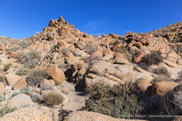 travelyesplease.com | How to Spend One Day in Joshua Tree National Park- Hikes, Nature Walks and Scenic Spots