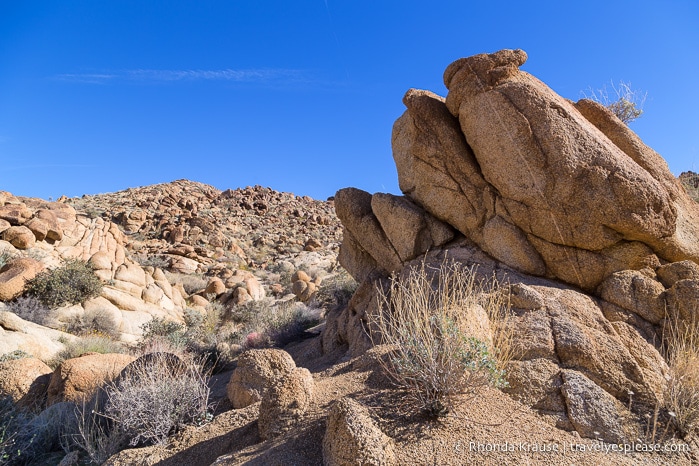 travelyesplease.com | Things to Do in Joshua Tree National Park in One Day