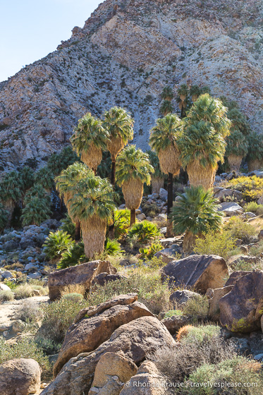 travelyesplease.com | Day Trip to Joshua Tree National Park- Places to See and Things to Do