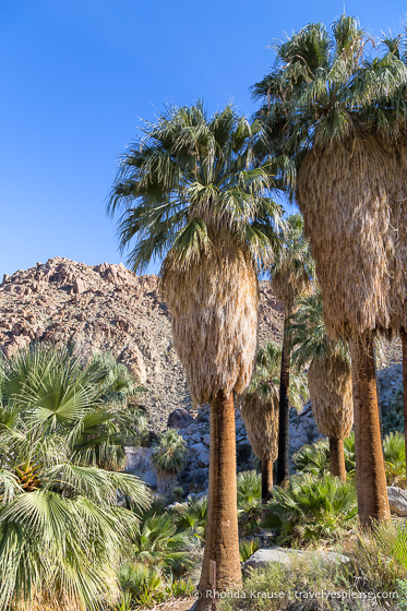 travelyesplease.com | Joshua Tree National Park- One Day Itinerary for Active Travellers